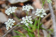 Conopodium pyrenaeum