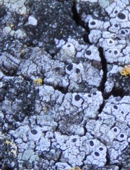 Pseudothelomma occidentale