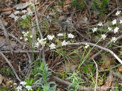 Conopodium pyrenaeum