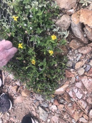 Wedelia calycina