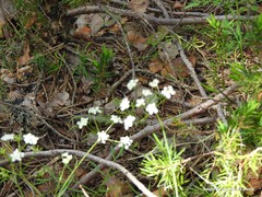 Conopodium pyrenaeum