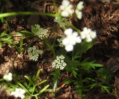Conopodium pyrenaeum