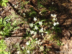 Conopodium pyrenaeum