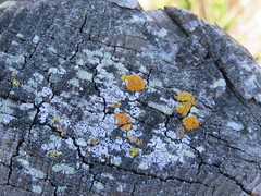 Pseudothelomma occidentale