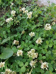 Trifolium repens