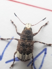 Eurymycter fasciatus