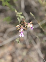 Psychilis macconnelliae