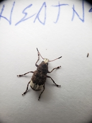 Eurymycter fasciatus