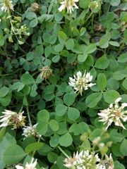 Trifolium repens