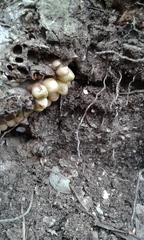 Andricus quercuscorticis