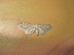 Eupithecia virgaureata