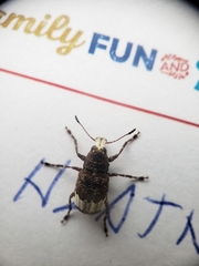 Eurymycter fasciatus