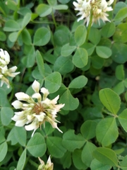 Trifolium repens