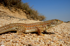 Acanthodactylus boskianus