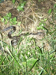 Pantherophis spiloides