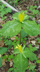 Trillium luteum