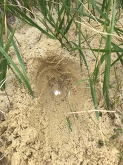 Malaclemys terrapin terrapin