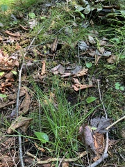 Stellulatae