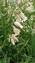 Silene vulgaris