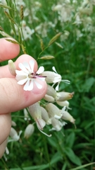 Silene vulgaris