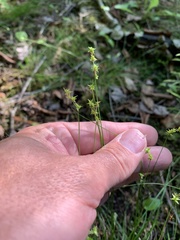 Stellulatae