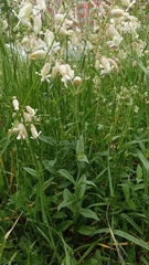 Silene vulgaris