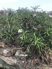 Plumeria alba