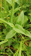 Silene vulgaris