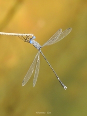 Lestes dorothea