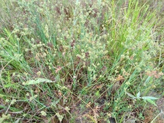 Juncus brachycarpus