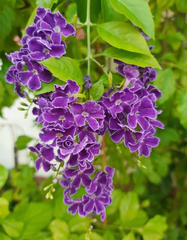 Duranta erecta
