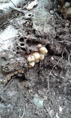 Andricus quercuscorticis