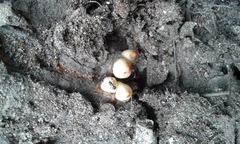 Andricus quercuscorticis