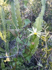 Senecio macroglossus