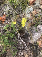 Stigmaphyllon emarginatum