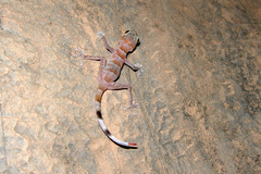 Asaccus platyrhynchus