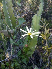 Senecio macroglossus