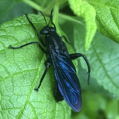 Mydas clavatus