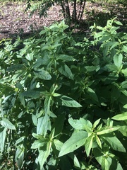 Lysimachia vulgaris