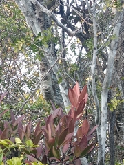 Acokanthera oppositifolia