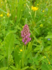 Anacamptis