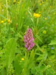 Anacamptis