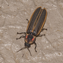 Pyractomena angulata