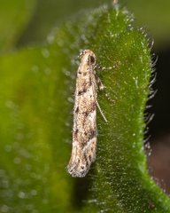 Coleotechnites coniferella