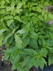 Urtica dioica