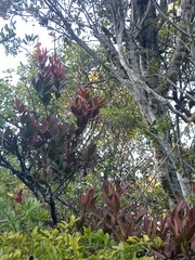 Acokanthera oppositifolia