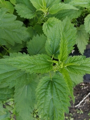 Urtica dioica