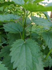 Urtica dioica