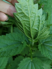 Urtica dioica