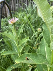Coleoptera